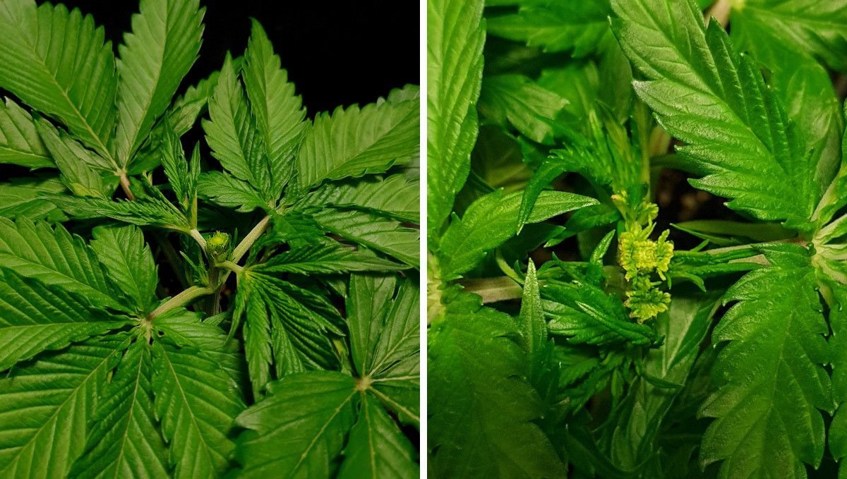 Tropicana Cookies FF cannabis strain: mid veg | weeks 3-6 | a plant's top right after FIMing and one day later Tropicana Cookies FF cannabis strain: mid veg | weeks 3-6 | a plant's top right after FIMing and one day later