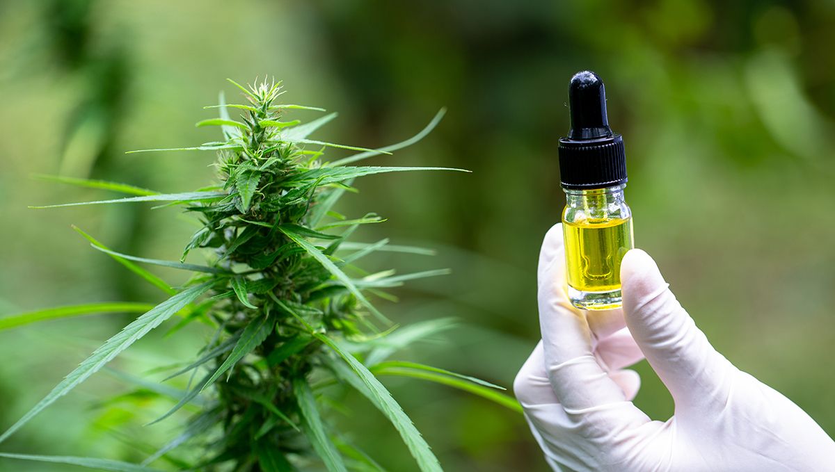 South Carolina: Cannabis Legal Status Guide: A vial of CBD oil next to a cannabis plant top