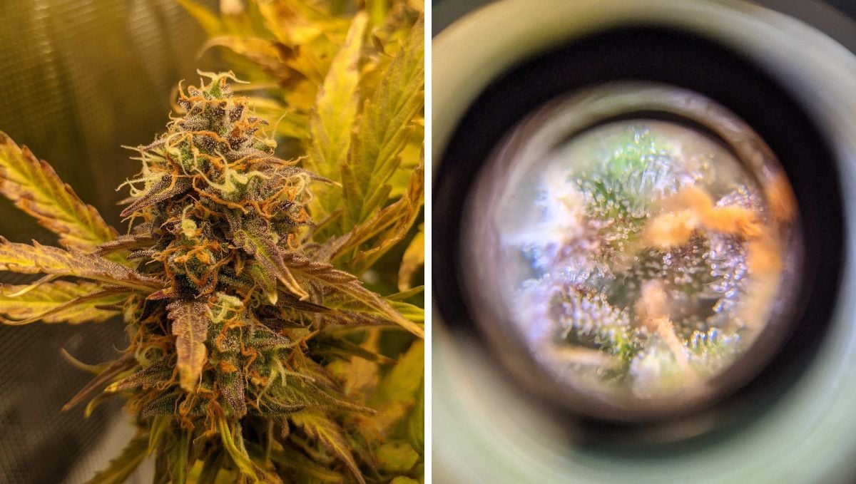 Critical Kush Auto cannabis strain: ripening and harvest | weeks 10 | a ripe bud with faded and discolored trim leaves and trichomes seen through a hand microscope