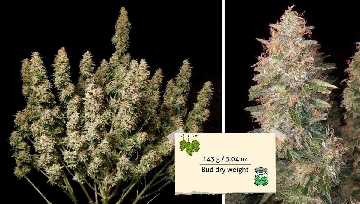 Blueberry Cheese Auto cannabis strain: harvest Blueberry Cheese Auto cannabis strain: harvest