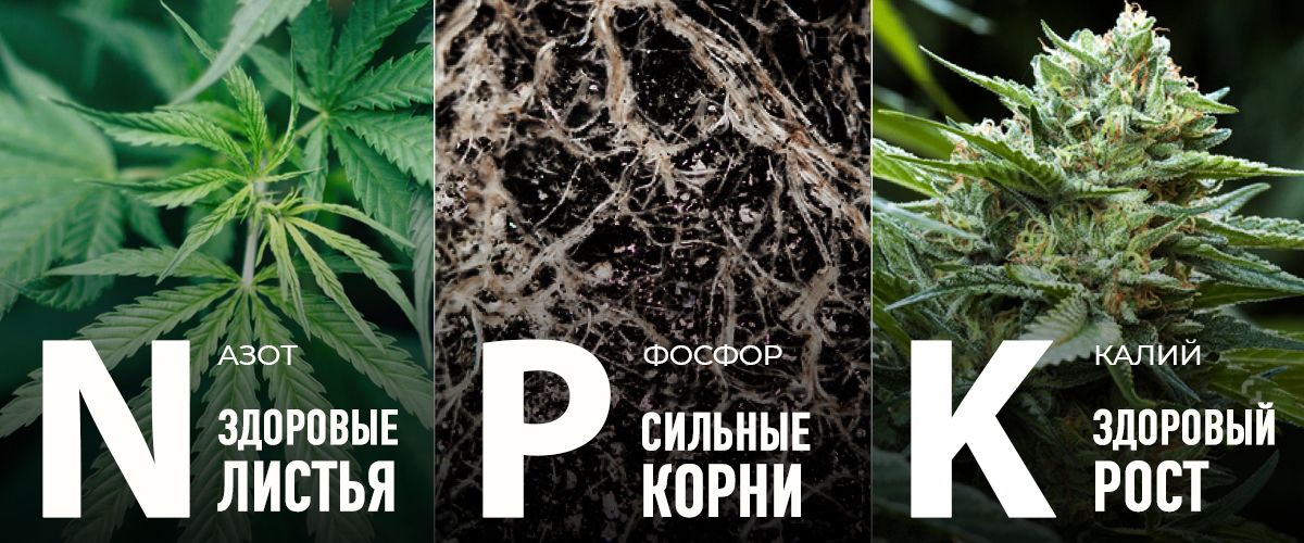 Наилучший график подкорма для автоцветов: макронутриенты в вегетативной стадии