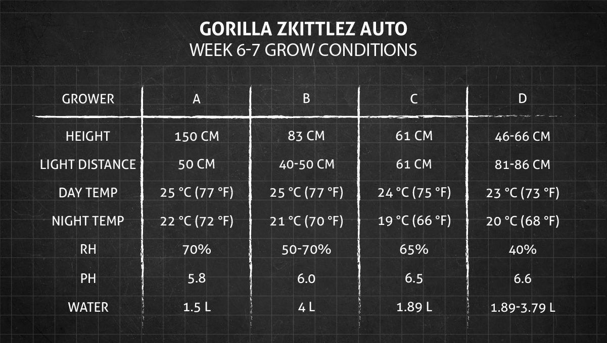 Gorilla Z Auto cannabis strain: weeks 6-7 grow conditions Gorilla Z Auto cannabis strain: weeks 6-7 grow conditions