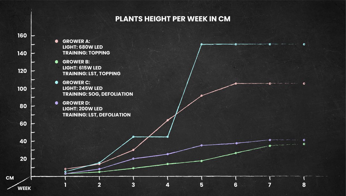 Strawberry Gorilla Auto Cannabissorte: Höhenverlauf über den gesamten Lebenszyklus Strawberry Gorilla Auto Cannabissorte: Höhenverlauf über den gesamten Lebenszyklus