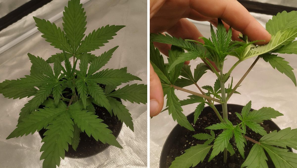 Strawberry Gorilla Auto Cannabissorte: mittlere Vegetationsphase | Woche 3-4 | Neue Blätter und Seitenäste in der 3. Woche Strawberry Gorilla Auto Cannabissorte: mittlere Vegetationsphase | Woche 3-4 | Neue Blätter und Seitenäste in der 3. Woche