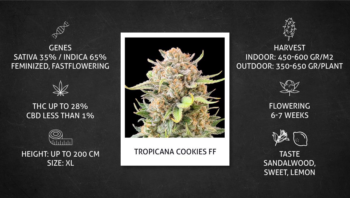 Tropicana Cookies FF cannabis strain: specs sheet Tropicana Cookies FF cannabis strain: specs sheet