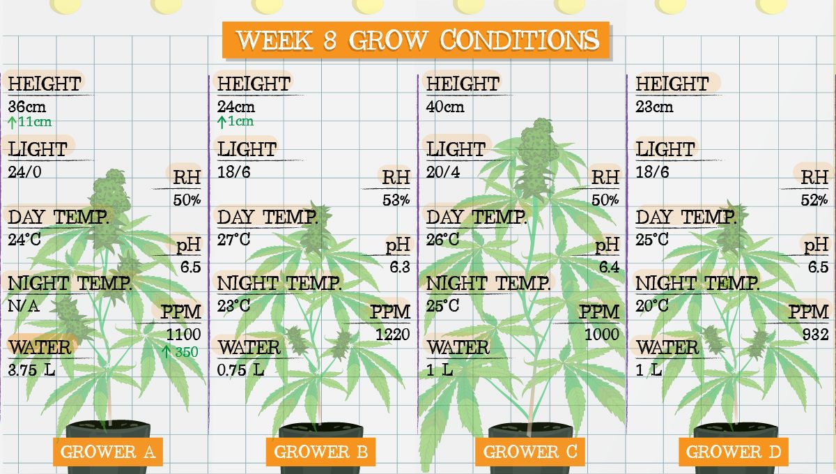 Gelato Auto Cannabis Strain Week-by-Week Guide: Grow conditions in week 8 Gelato Auto Cannabis Strain Week-by-Week Guide: Grow conditions in week 8
