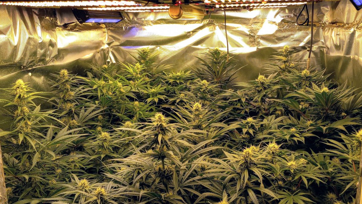 Gorilla Cookies FF cannabis strain: early flower | an indoor SOG garden