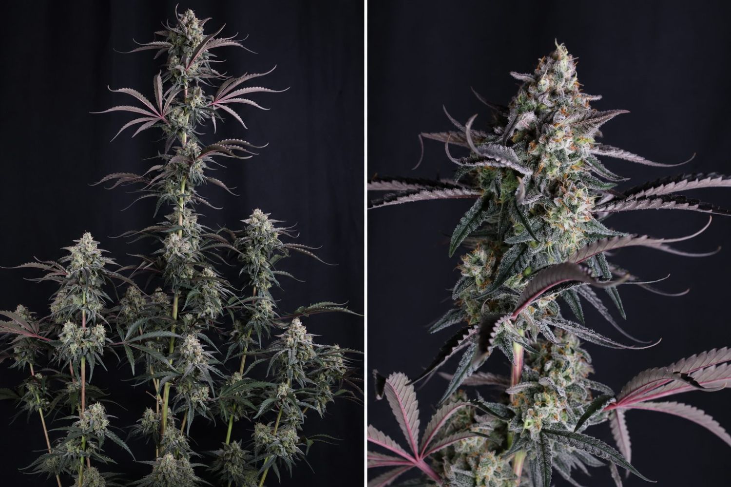 Ako zistiť, kedy autoflower kvitne: tesne pred zberom Ako zistiť, kedy autoflower kvitne: tesne pred zberom