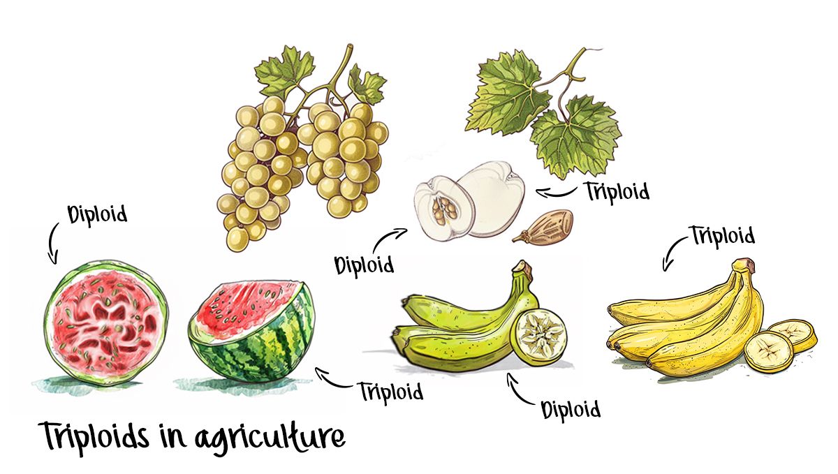 The Potential of Triploid Genetics in Revolutionizing the Cannabis Industry: The benefits vs diploid: Watermelon, grapes, apples, bananas - triploids are common in agriculture The Potential of Triploid Genetics in Revolutionizing the Cannabis Industry: The benefits vs diploid: Watermelon, grapes, apples, bananas - triploids are common in agriculture