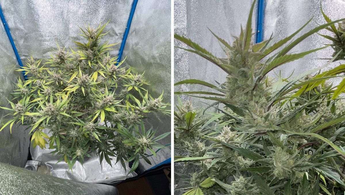 Banana Purple Punch Auto Cannabissorte: mittlere Blüte (Bulk-Phase) | Wochen 7-8 | eine Indoor-Cannabispflanze kurz vor der Ernte