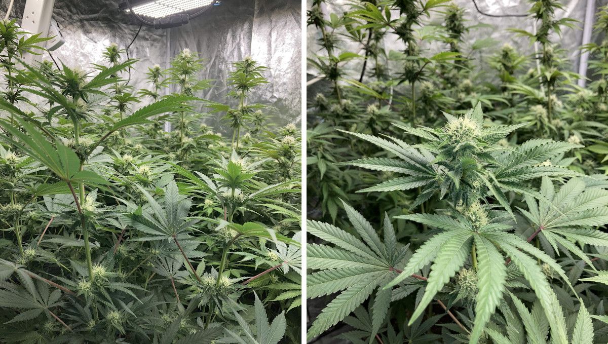 Liberty Haze Cannabis Strain Week-by-Week Guide: A side view of indoor cannabis 3 and 4 weeks into flowering Liberty Haze Cannabis Strain Week-by-Week Guide: A side view of indoor cannabis 3 and 4 weeks into flowering