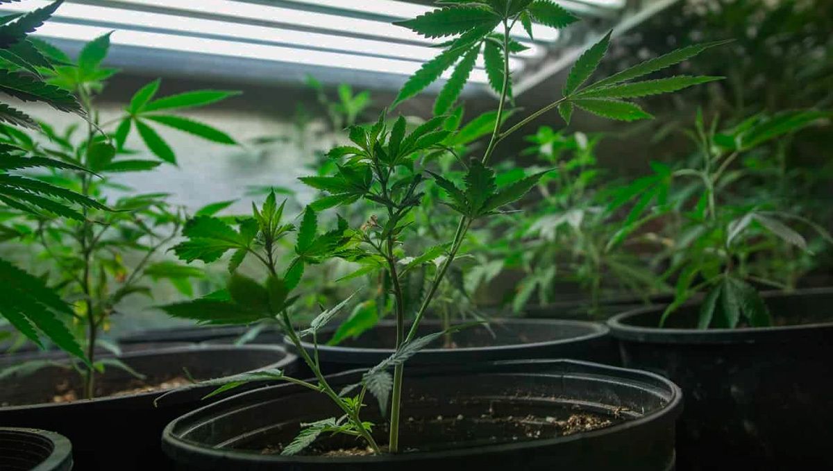 Types of containers to grow autoflowering seeds: plastic containers Types of containers to grow autoflowering seeds: plastic containers