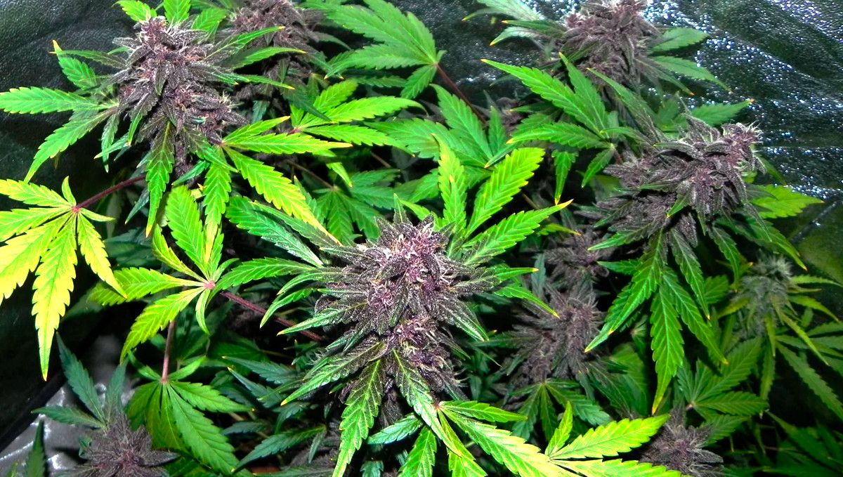 15 Best Strains for Male Arousal in 2022: White LSD 15 Best Strains for Male Arousal in 2022: White LSD