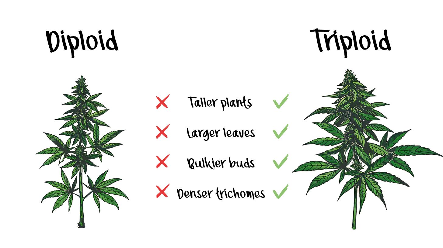 The Potential of Triploid Genetics in Revolutionizing the Cannabis Industry: The benefits vs diploid The Potential of Triploid Genetics in Revolutionizing the Cannabis Industry: The benefits vs diploid