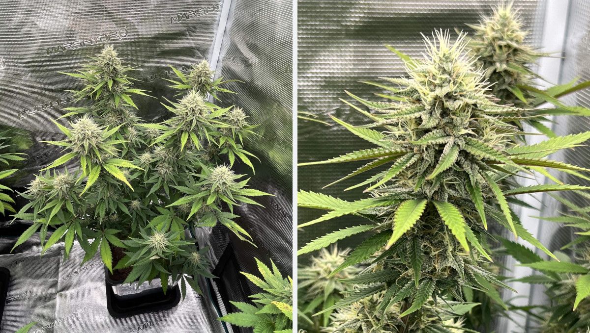 Orange Sherbet FF cannabis strain: mid flower (bulk phase) | weeks 10-11 | a medium-sized indoor plant in a grow tent with bulky but not dense buds and a closer shot of two of those buds