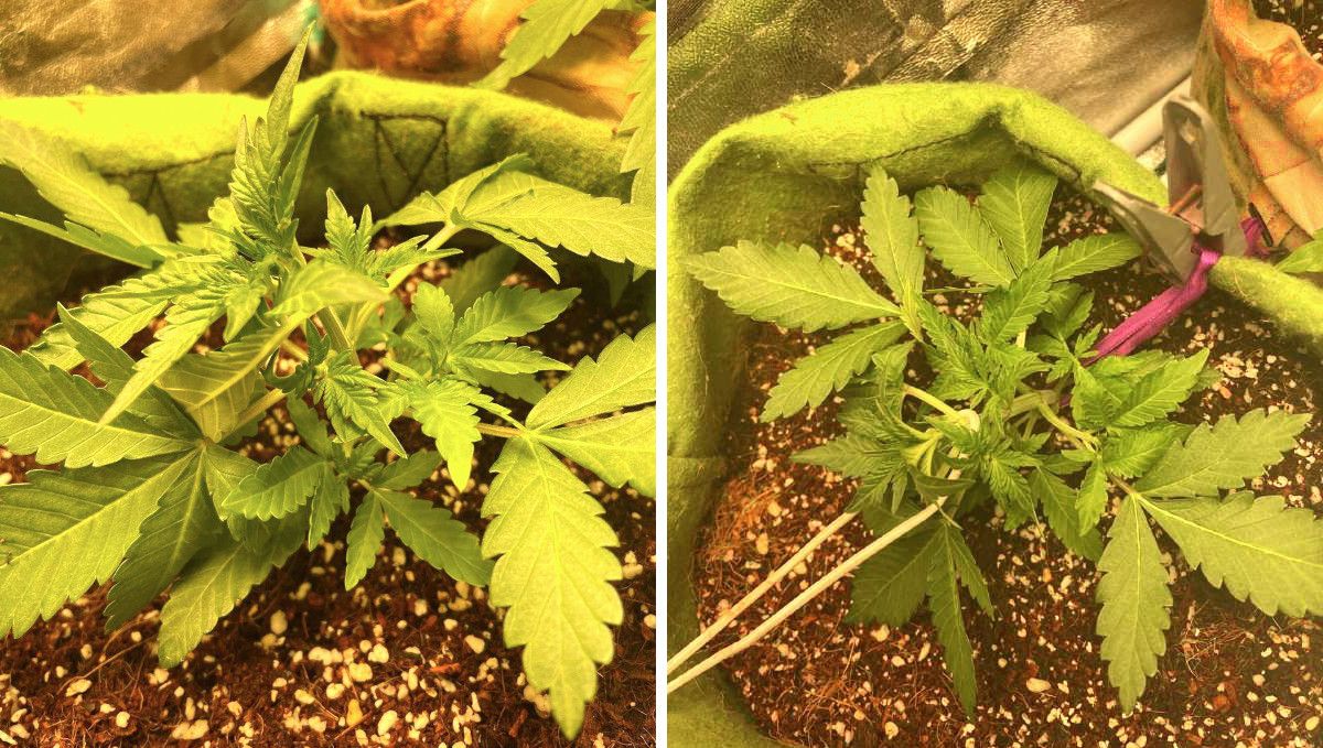 Gorilla Punch Auto cannabis strain: early veg | week 2 | a young indoor ganja plant low-stress trained and tied down Gorilla Punch Auto cannabis strain: early veg | week 2 | a young indoor ganja plant low-stress trained and tied down
