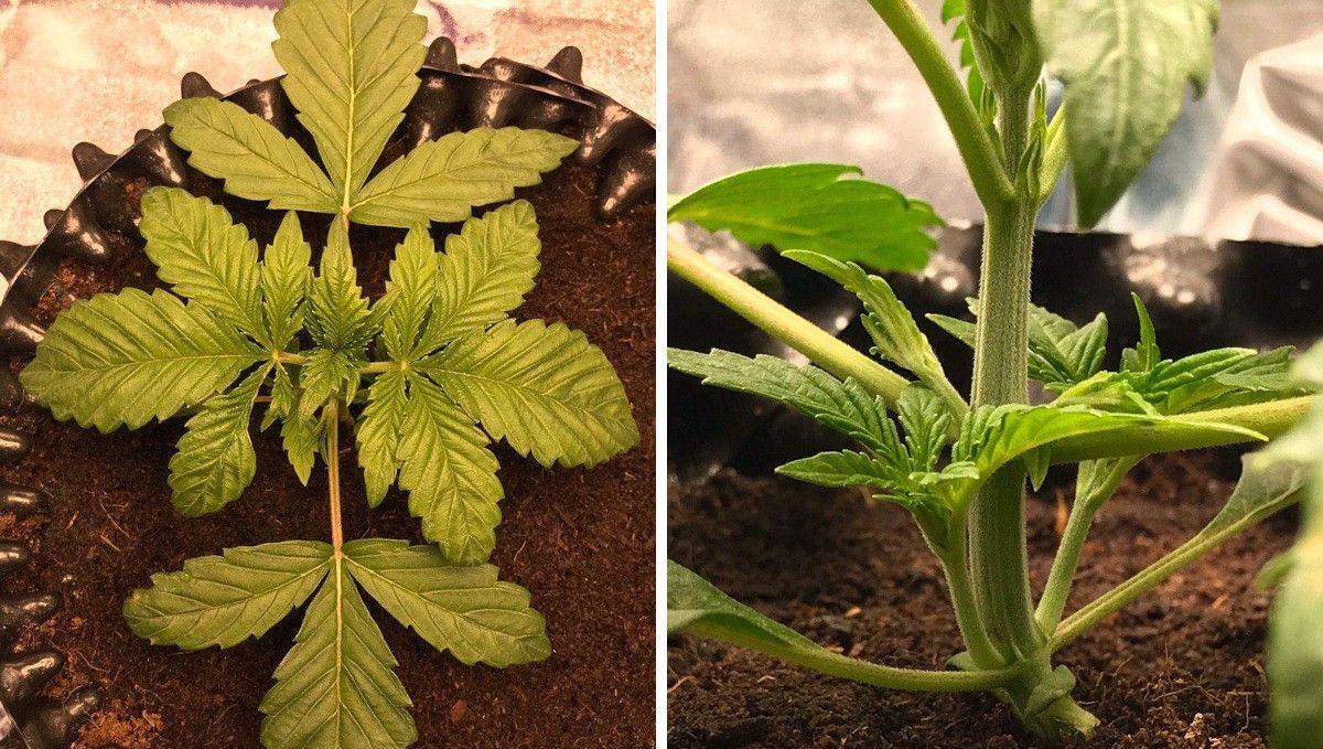 Vanilla Kush cannabis strain: early veg | week 2