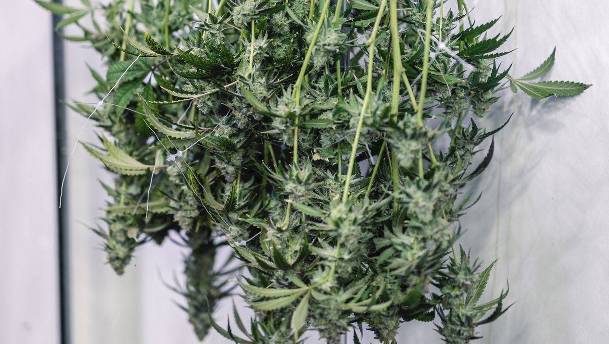 How to dry weed buds: Light control How to dry weed buds: Light control