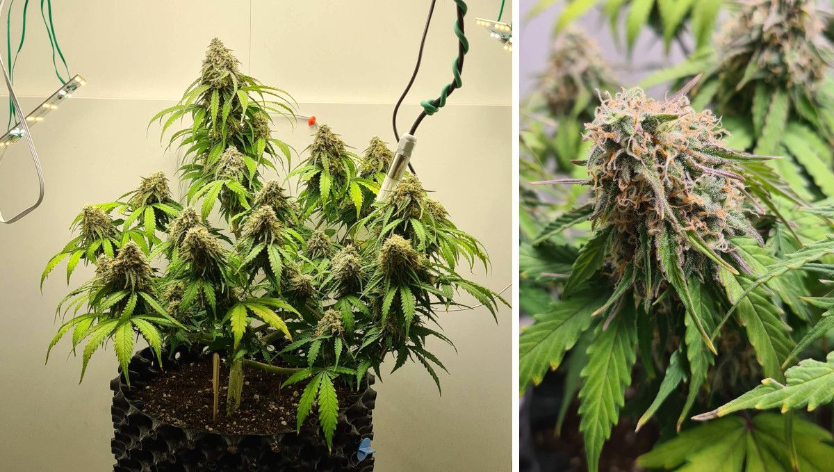 Super Lemon Haze Auto cannabis strain: ripening and harvest | weeks 10 | an almost mature indoor plant with fading leaves and a closeup of one of its buds with most of the hairs gone orange Super Lemon Haze Auto cannabis strain: ripening and harvest | weeks 10 | an almost mature indoor plant with fading leaves and a closeup of one of its buds with most of the hairs gone orange