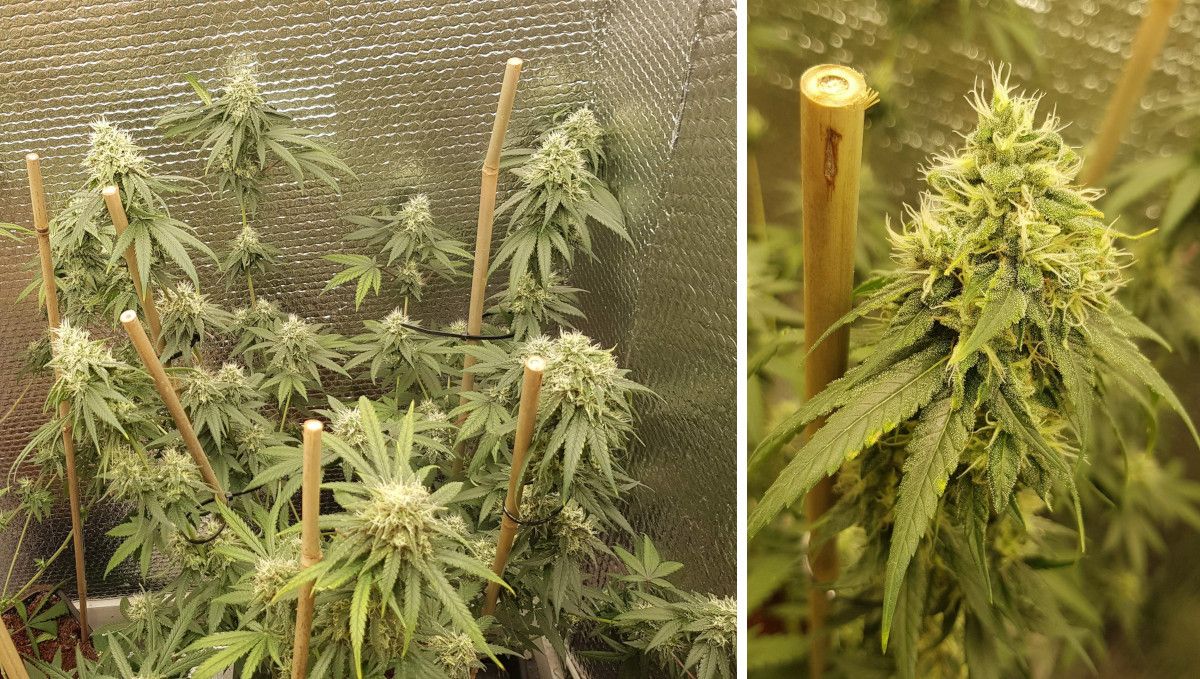 Wedding Cheesecake FF cannabis strain: mid flower (bulk phase) | weeks 10-11 | a stretchy, bushy plant with long branches supported by stakes and a closeup of a bud that is filling out