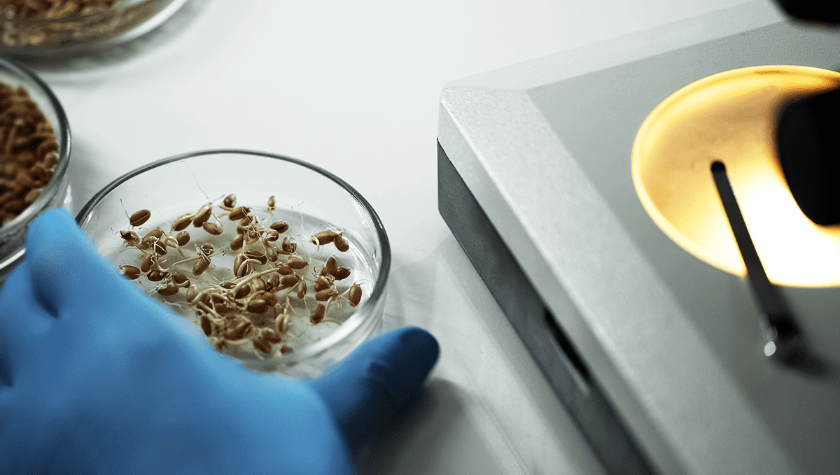 Co je výprodej Fast Buds? Co je výprodej Fast Buds?