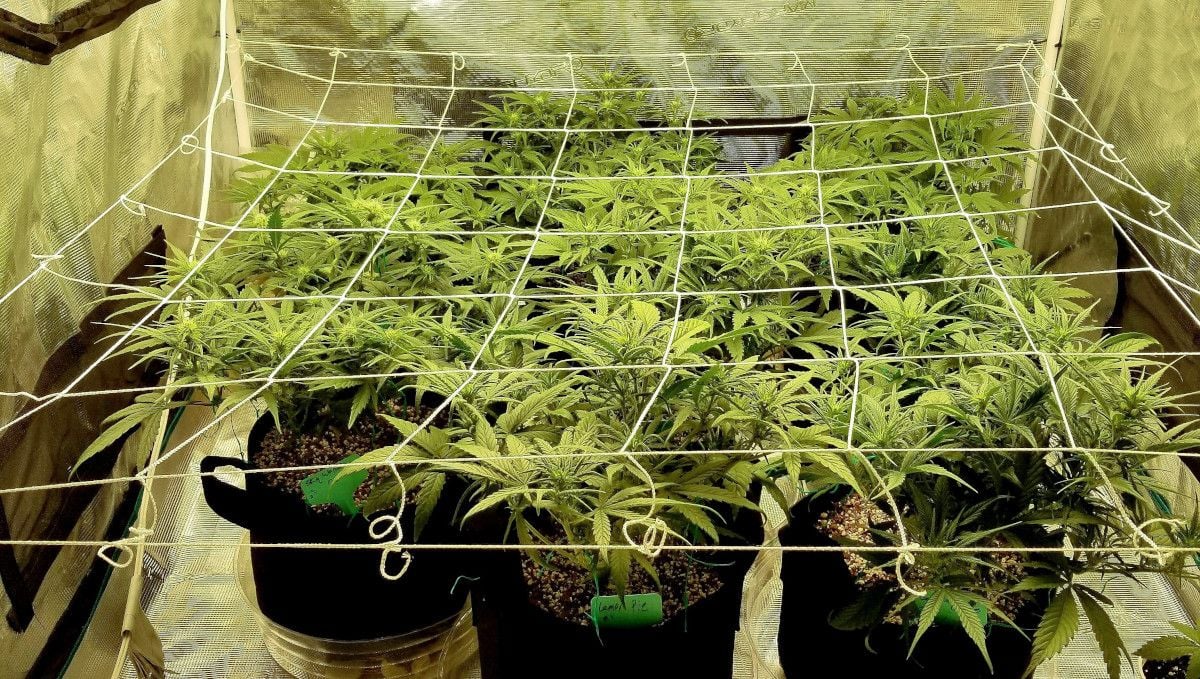 Skywalker OG Auto cannabis strain: mid veg | weeks 3-4 | about 9 plants growing under a ScrOG net in a grow tent