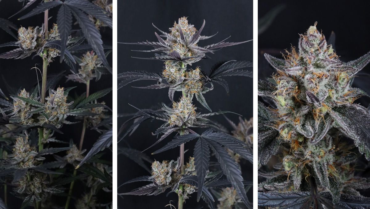 col170 (1).jpg guava