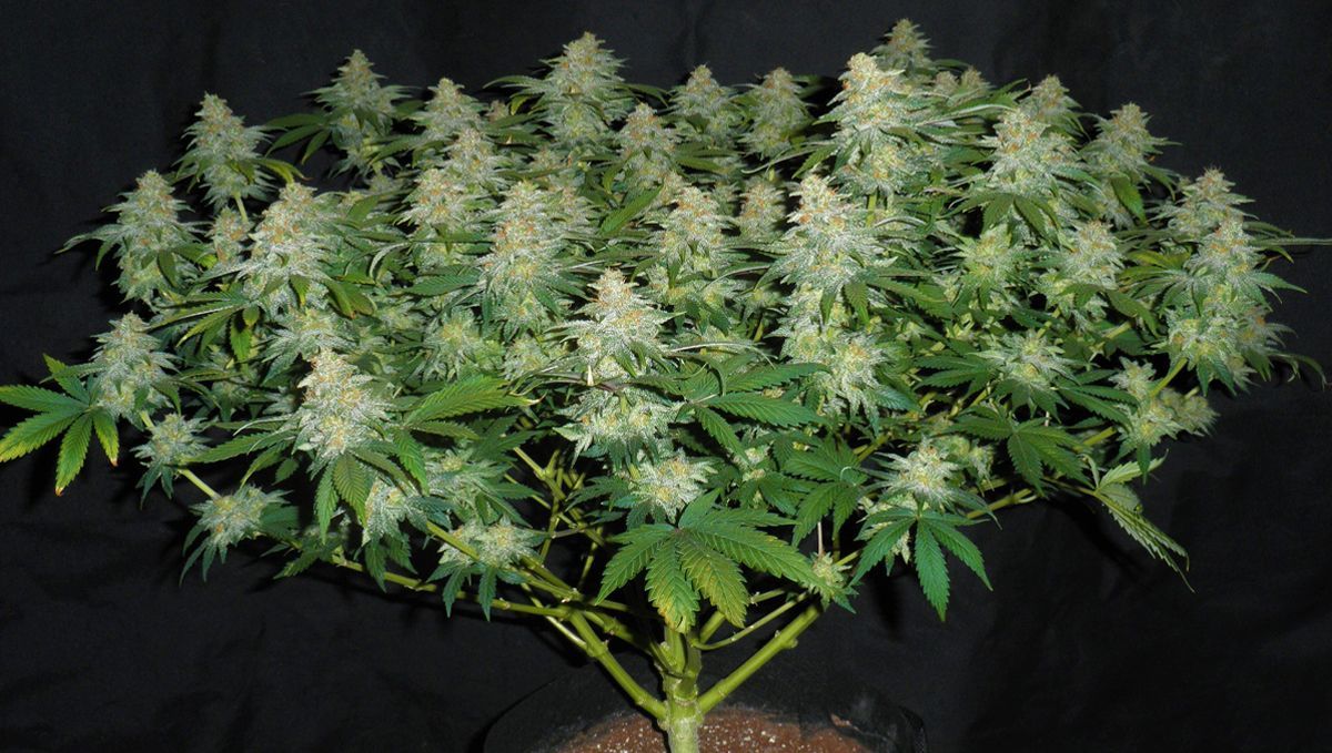 Krásně vyškolená rostlina Krásně vyškolená rostlina