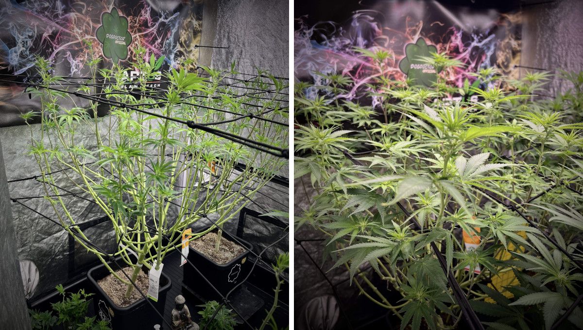Purple Lemonade FF cannabis strain: transition (pre-flower) | week 7 | a weed plant in ScrOG heavily defoliated and recovering Purple Lemonade FF cannabis strain: transition (pre-flower) | week 7 | a weed plant in ScrOG heavily defoliated and recovering