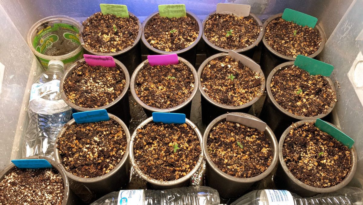 Gorilla Cookies FF cannabis strain: germination and seedling stage | seedlings sprouting in party cups