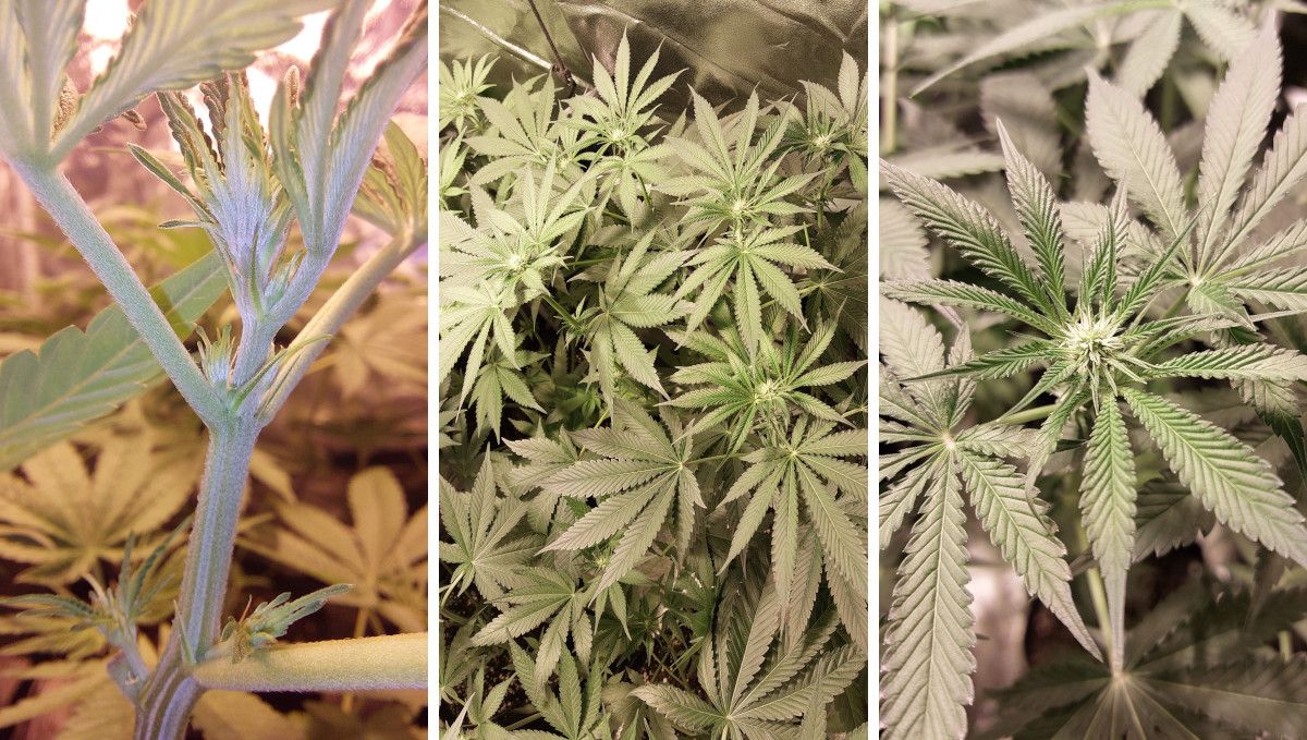 Purple Lemonade FF cannabis strain: transition (pre-flower) | week 7 | from pre-flowers to early flowers Purple Lemonade FF cannabis strain: transition (pre-flower) | week 7 | from pre-flowers to early flowers