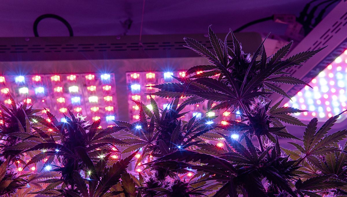 Your first grow setup: growing indoors
