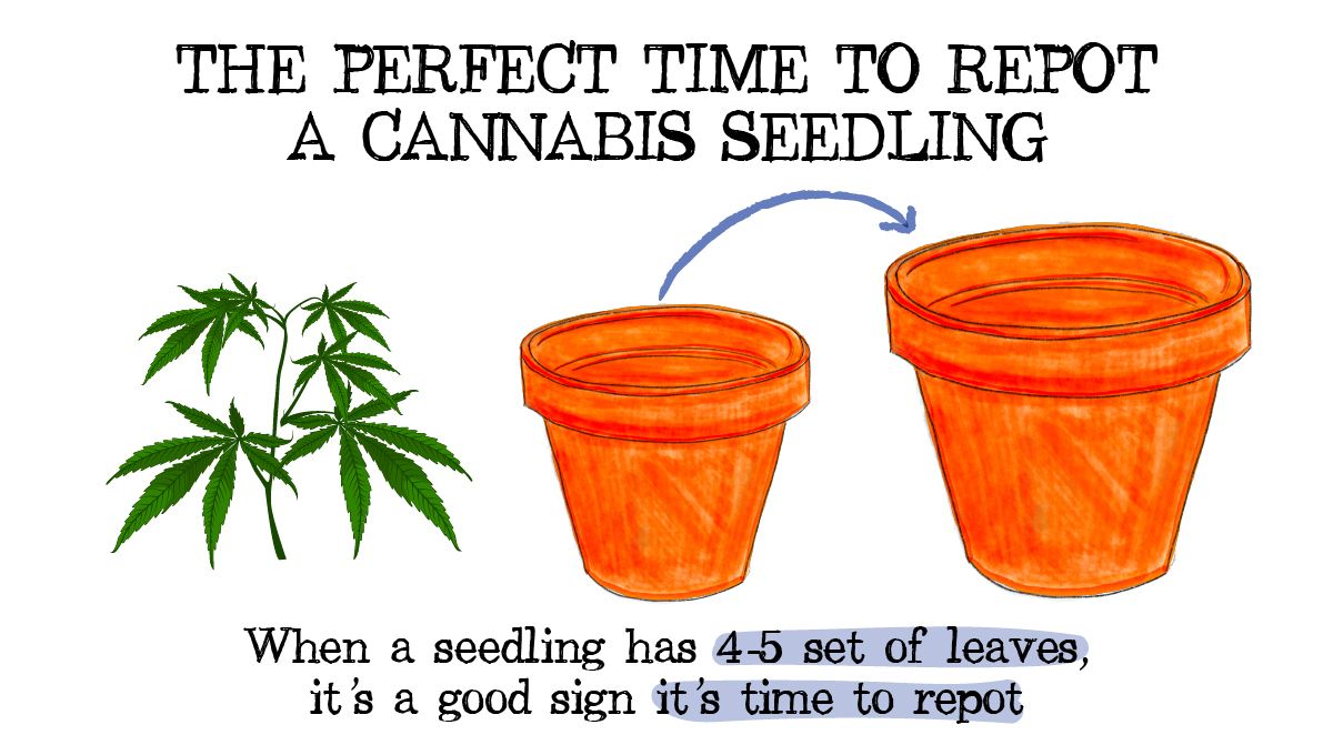 How to Successfully Repot a Cannabis Plant: A drawing showing a marijuana seedling being transferred into a bigger pot