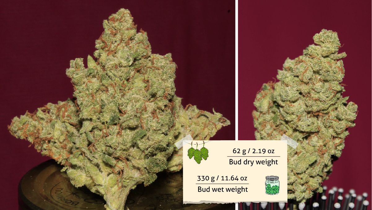 Afghan Kush Auto Cannabis Strain Week-by-Week Guide: Two shots of closely trimmed and perfectly dried ganja buds Afghan Kush Auto Cannabis Strain Week-by-Week Guide: Two shots of closely trimmed and perfectly dried ganja buds