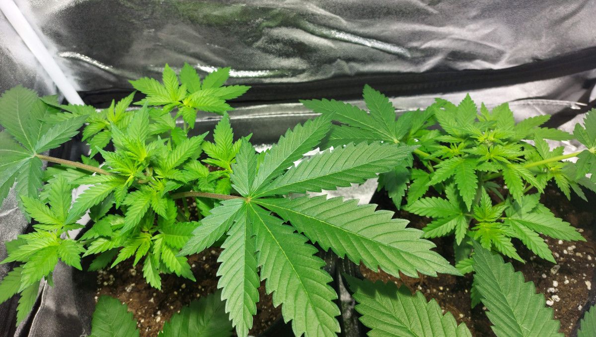 Orange Sherbet FF cannabis strain: mid veg | weeks 3-6 | topped and heavily defoliated