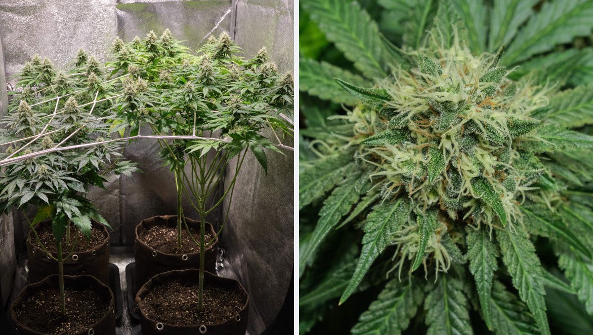 Orange Sherbet FF cannabis strain: mid flower (bulk phase) | weeks 10-11 | four leggy plants in a grow tent with canopy supported by ScrOG and the bottom part lollipopped