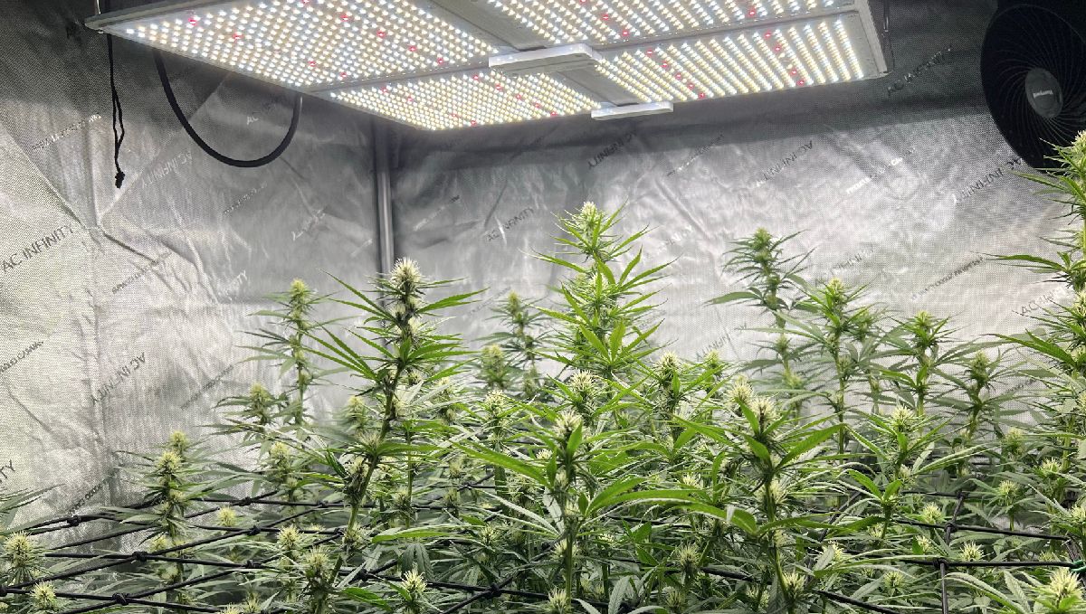 Indoor lights for cannabis grow: led panels