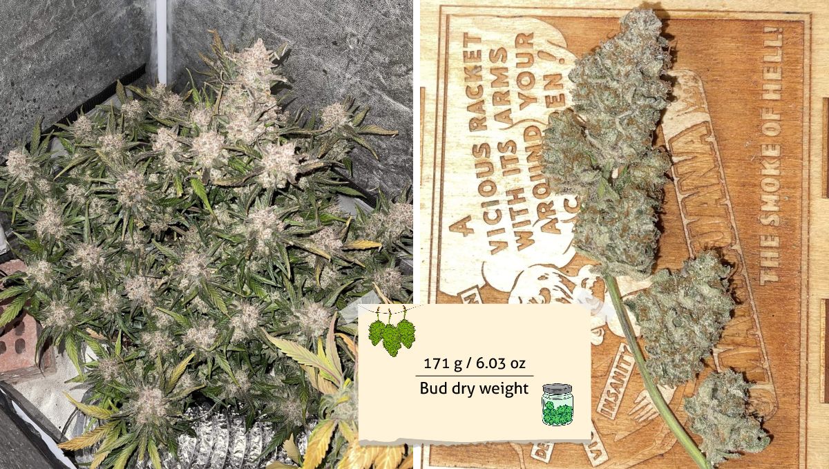 Gorilla Z Auto cannabis strain: yield and smoke report | an indoor plant before harvest and one of its branches after drying Gorilla Z Auto cannabis strain: yield and smoke report | an indoor plant before harvest and one of its branches after drying
