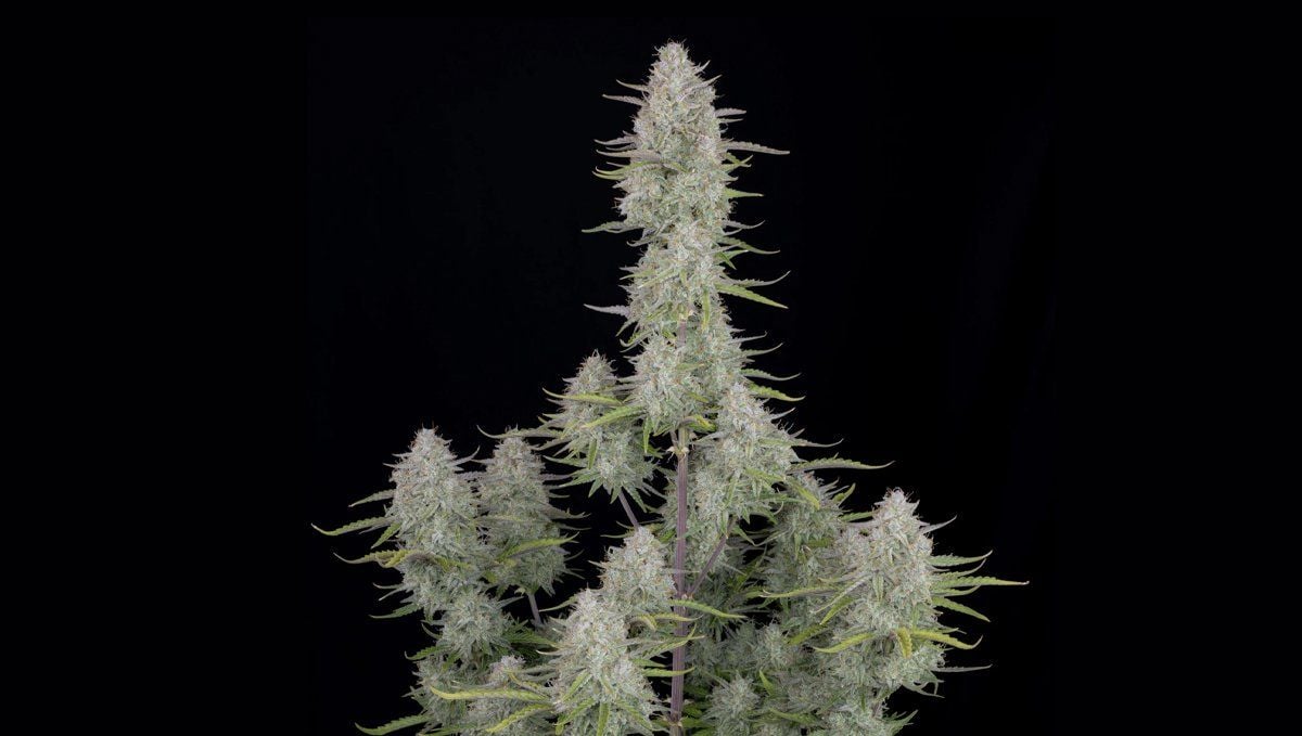 Wedding Cheesecake Auto