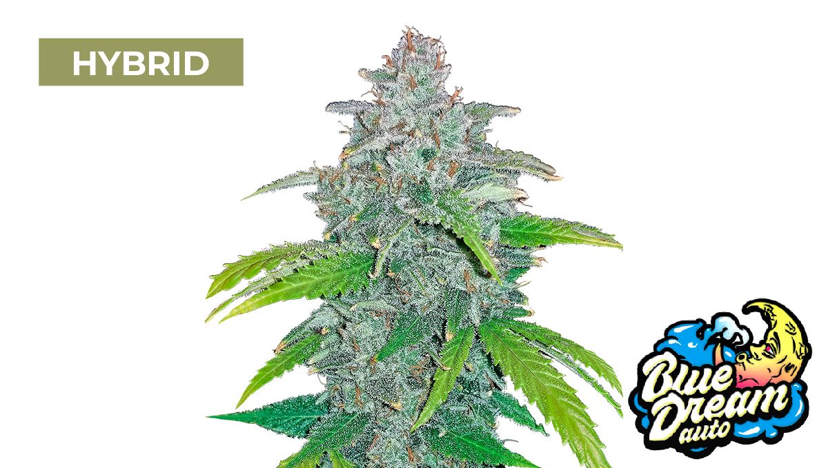 Blue Dream Auto Blue Dream Auto