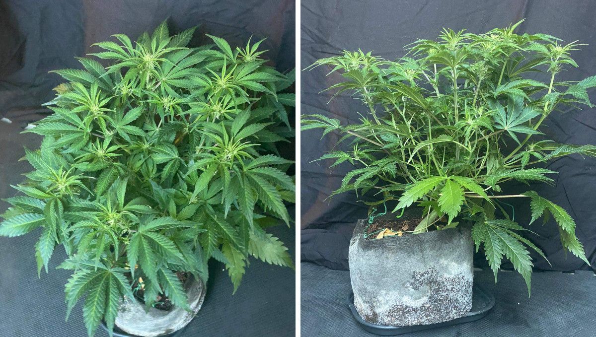 Californian Snow Auto cannabis strain: transition (pre-flower) | week 5 | an indoor autoflower with a great number of side branches on the cusp of flowering