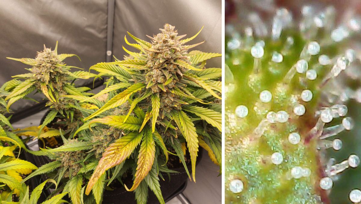 Der ideale Zeitpunkt für die Ernte deiner wertvollen Cannabisknospen ist erreicht, wenn alle Trichome milchig oder trüb geworden sind und keine klaren mehr vorhanden sind. Einige Trichome können schließlich bernsteinfarben werden, was bedeutet, dass das THC in ihnen zu Cannabinol umgewandelt wurde, was zu einer geringeren Potenz und einer eher sedierenden Wirkung führt. Daher ist es am besten, vor diesem Stadium zu ernten, um die gewünschten Effekte zu gewährleisten.