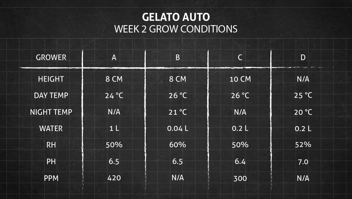 Gelato Auto Cannabis Strain Week-by-Week Guide: Grow conditions in week 2 Gelato Auto Cannabis Strain Week-by-Week Guide: Grow conditions in week 2