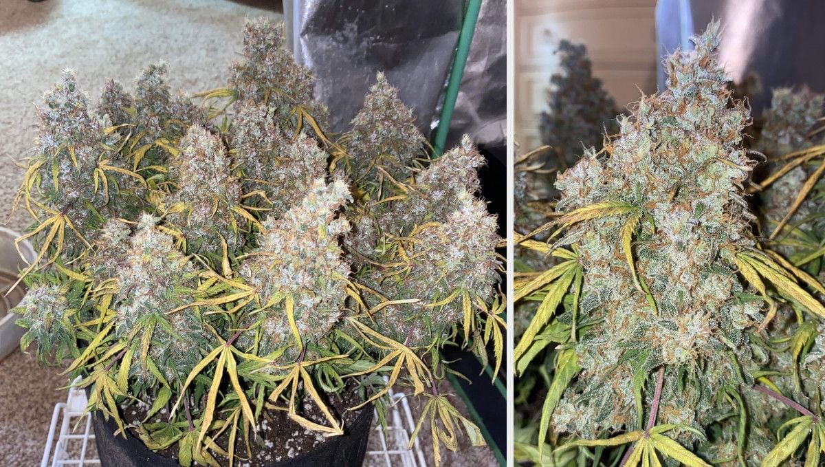 Skunk Auto Cannabis-Sorte Wochen-für-Wochen-Anleitung: Eine Gesamtansicht einer kurzen und flachen Cannabispflanze mit mehreren dicken Colas, bei der die meisten Fächerblätter gelb und verwelkt sind; eine Nahaufnahme einer reifen Cola.