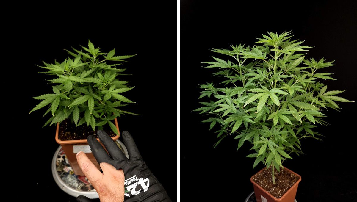 Tropicana Cookies FF cannabis strain: mid veg | weeks 3-6 | a medium-tall, bushy plant's progress through veg Tropicana Cookies FF cannabis strain: mid veg | weeks 3-6 | a medium-tall, bushy plant's progress through veg