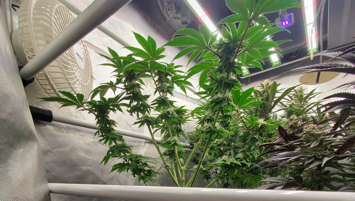 GG4 Sherbet FF cannabis strain: early flower | weeks 8-9 | branches of an indoor weed plant getting covered in buds GG4 Sherbet FF cannabis strain: early flower | weeks 8-9 | branches of an indoor weed plant getting covered in buds