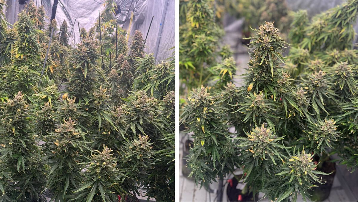 End of the Seed Cycle