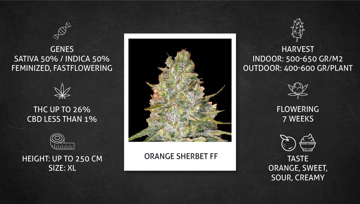 Orange Sherbet FF cannabis strain: specs sheet