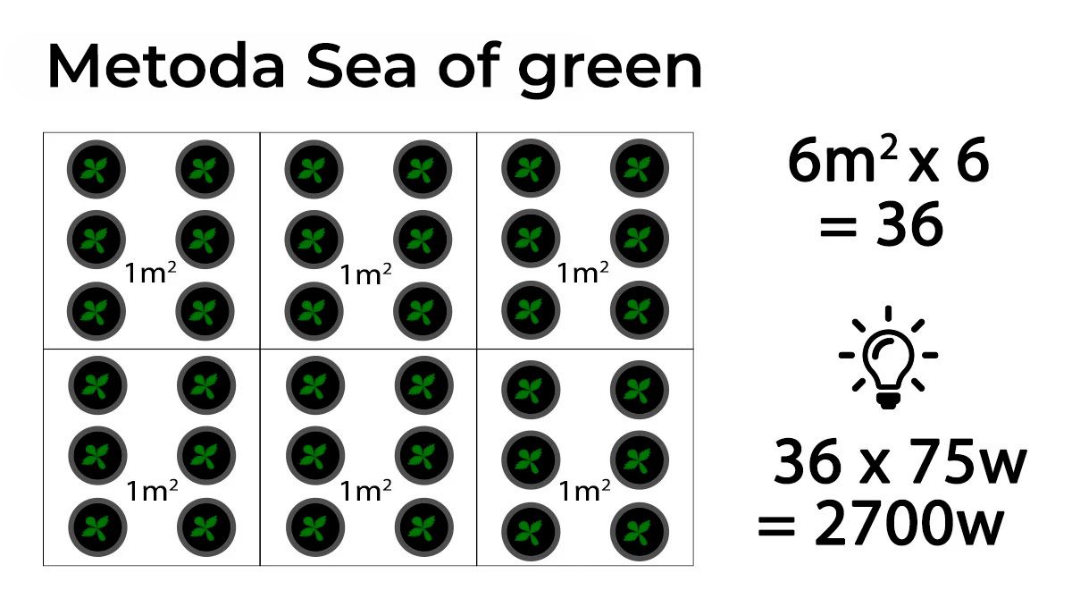 Kolik autokvětů na metr čtvereční: Potřebný příkon s mořem zeleně