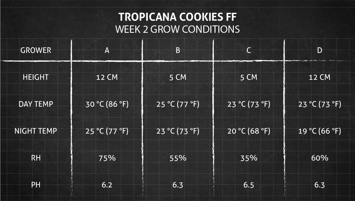Tropicana Cookies FF cannabis strain: week 2 grow conditions Tropicana Cookies FF cannabis strain: week 2 grow conditions